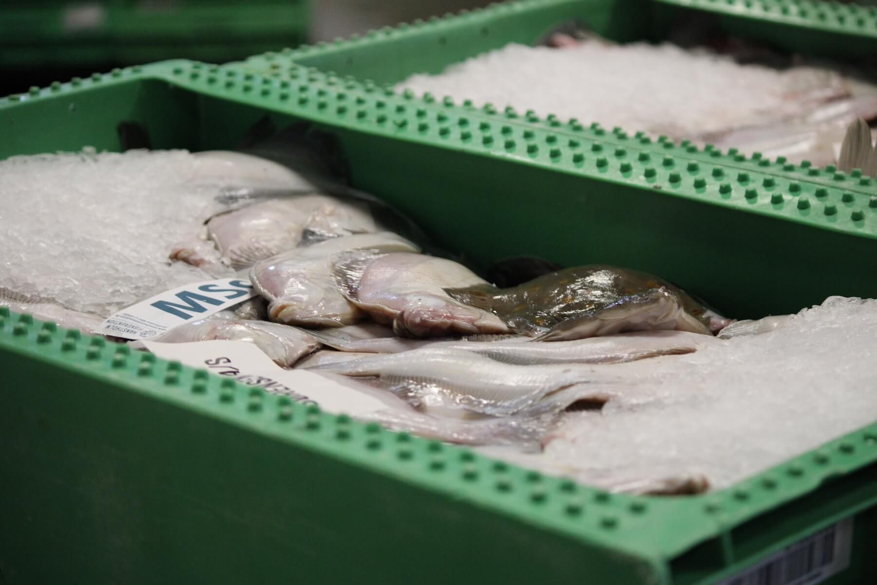 Nordkøl fisk på frost tæt på