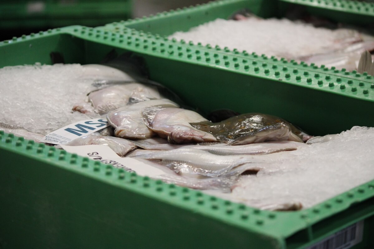 Nordk&oslash;l fisk p&aring; frost t&aelig;t p&aring;